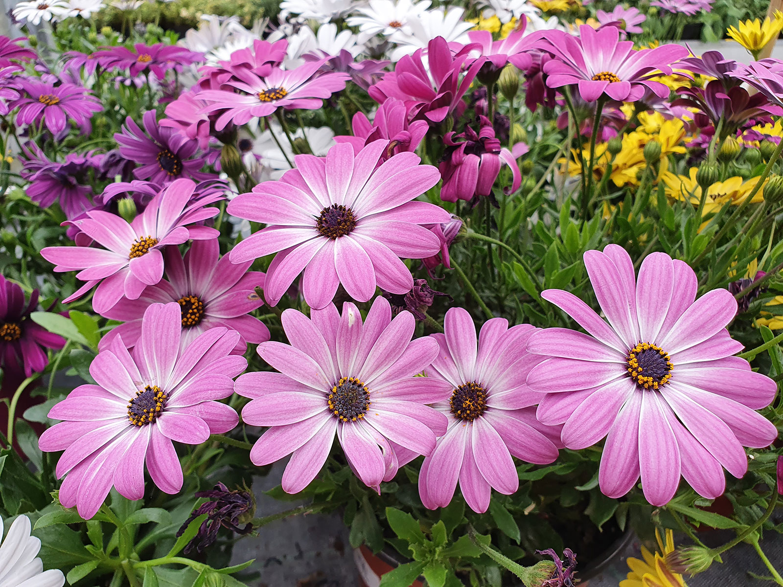 Pflanzenvielfalt - Blumenhof - Kaufen Wo’s Wächst